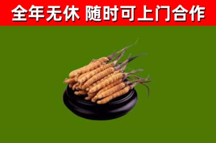 务川烟酒回收冬虫夏草.jpg